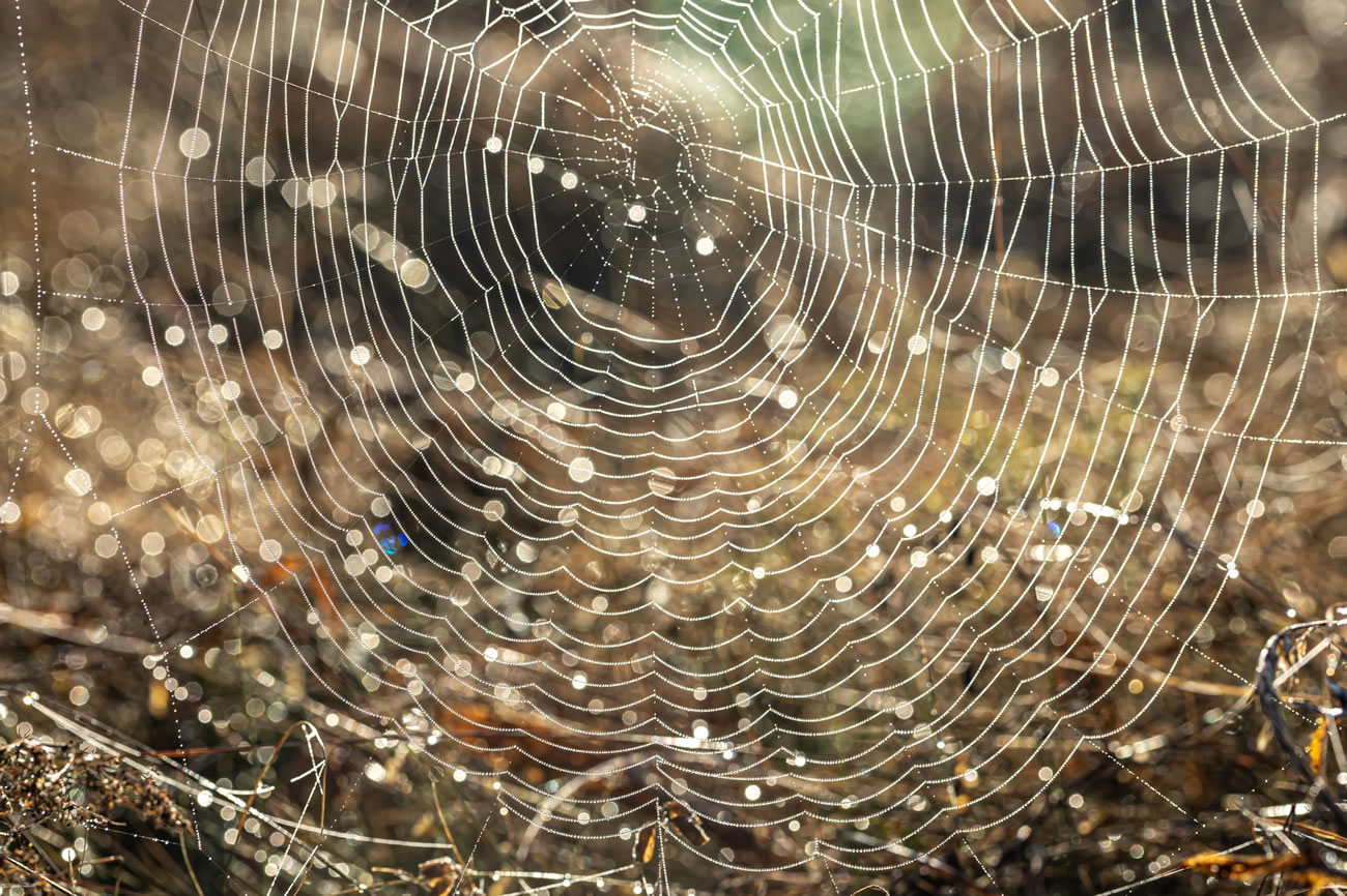 Do Spiders Hate Lavender?