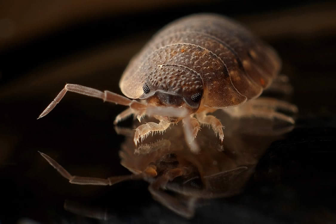 How To Get Rid Of Bed Bugs