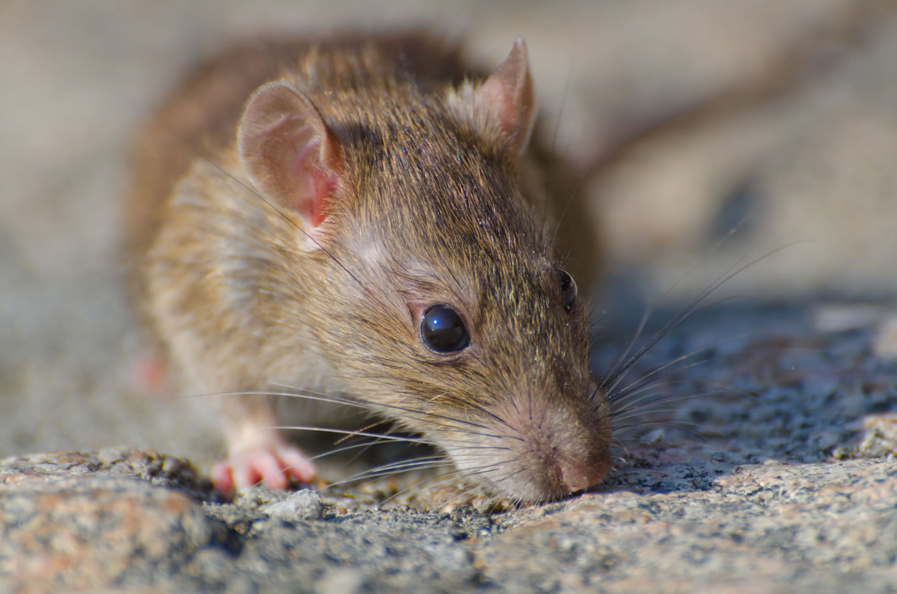 How To Get Rid Of Rats In The Garden