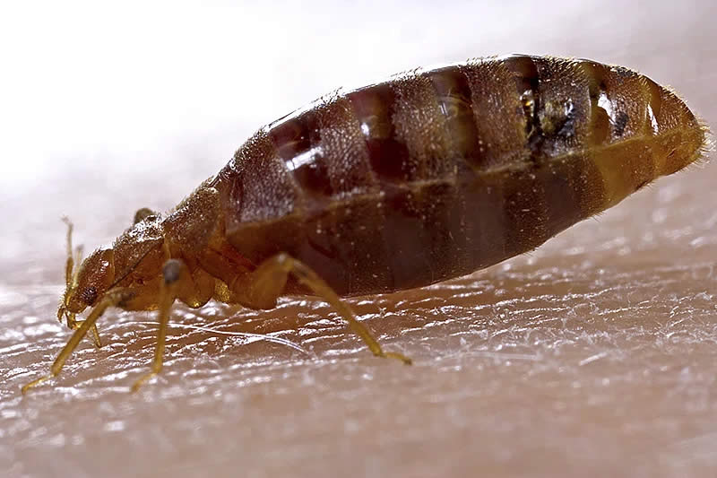 What Do Bed Bugs Look Like?