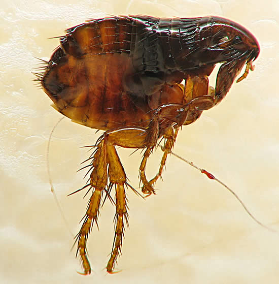 Can Fleas Spread Lyme Disease?