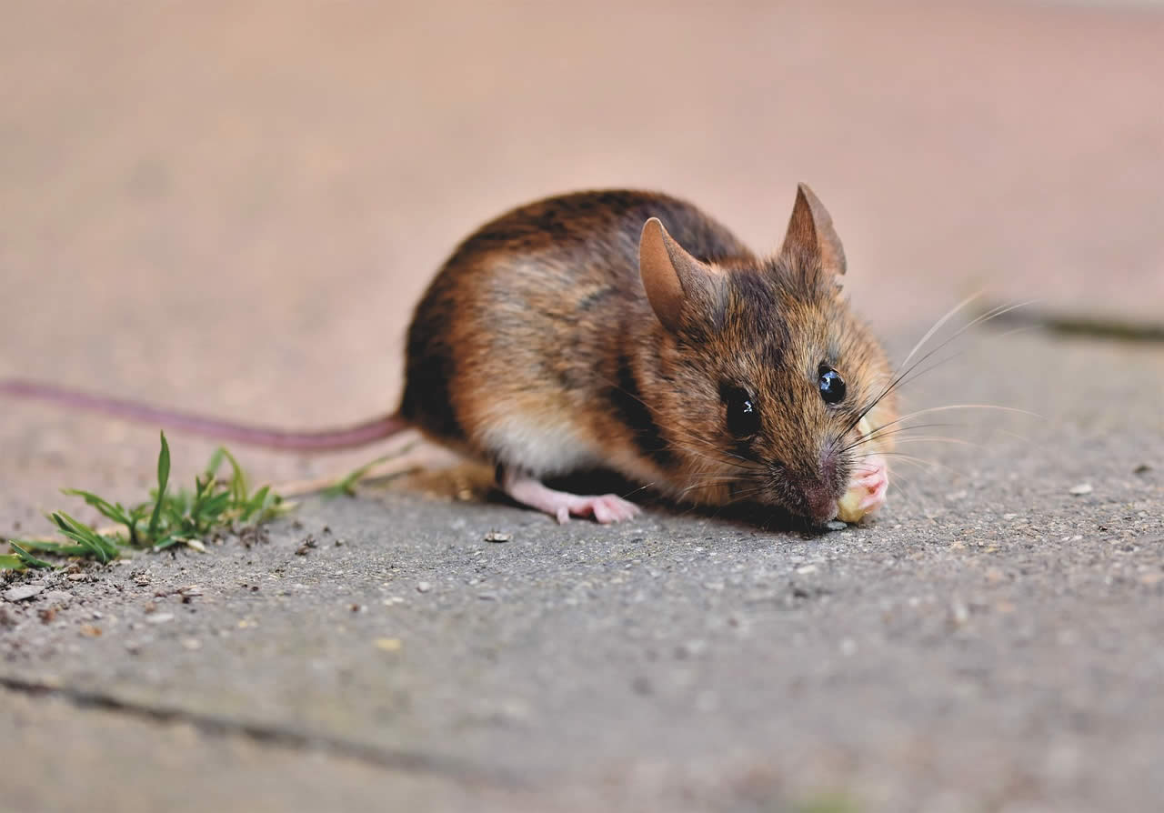 Can Mice Chew Through Plastic?