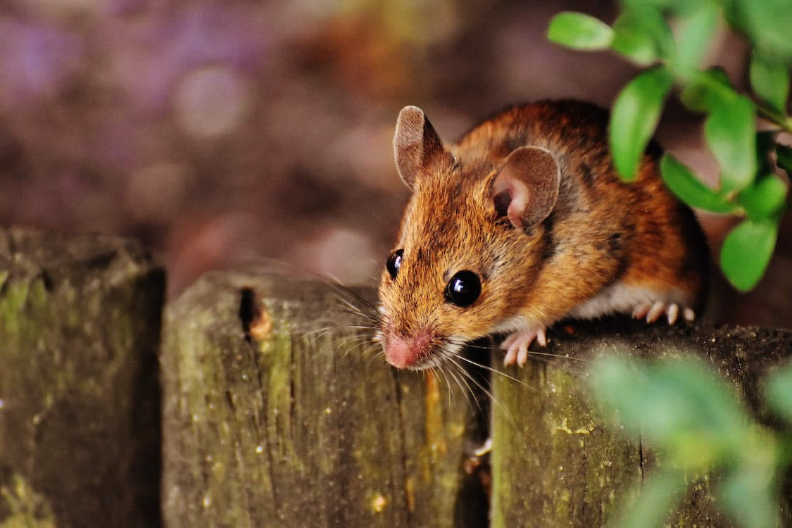 Can Mice Climb Walls?