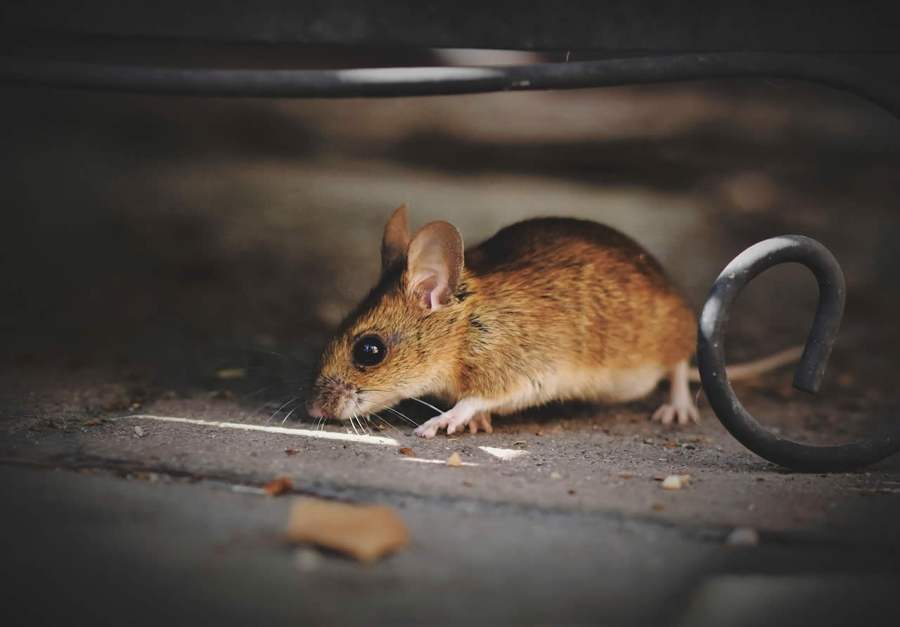 Do Mice Eat Clothes & Shoes?