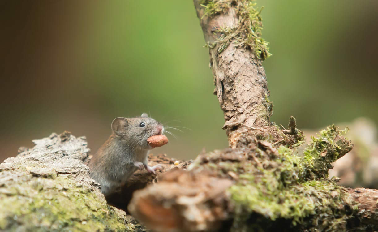 Do Mice Eat Snails & Slugs?