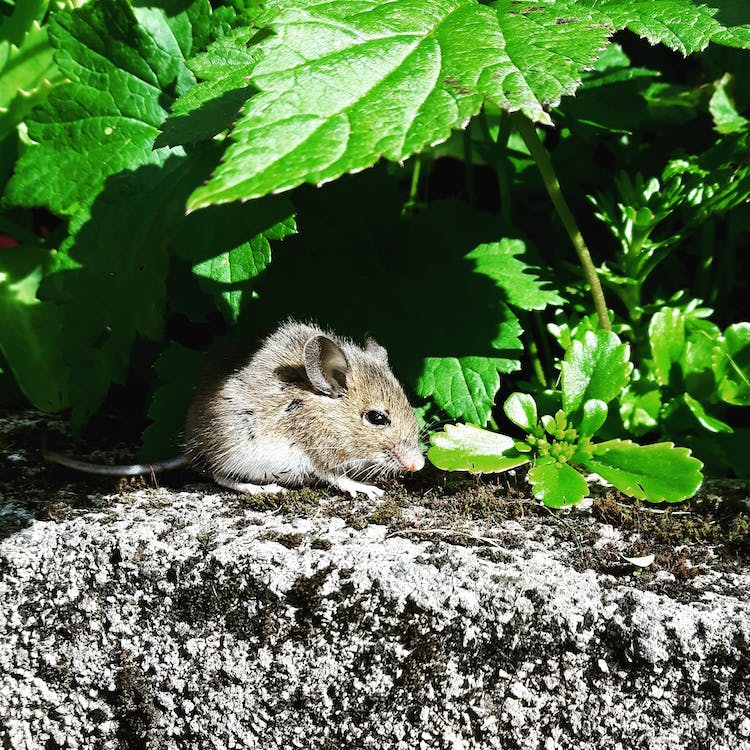 Do Mice Hibernate?