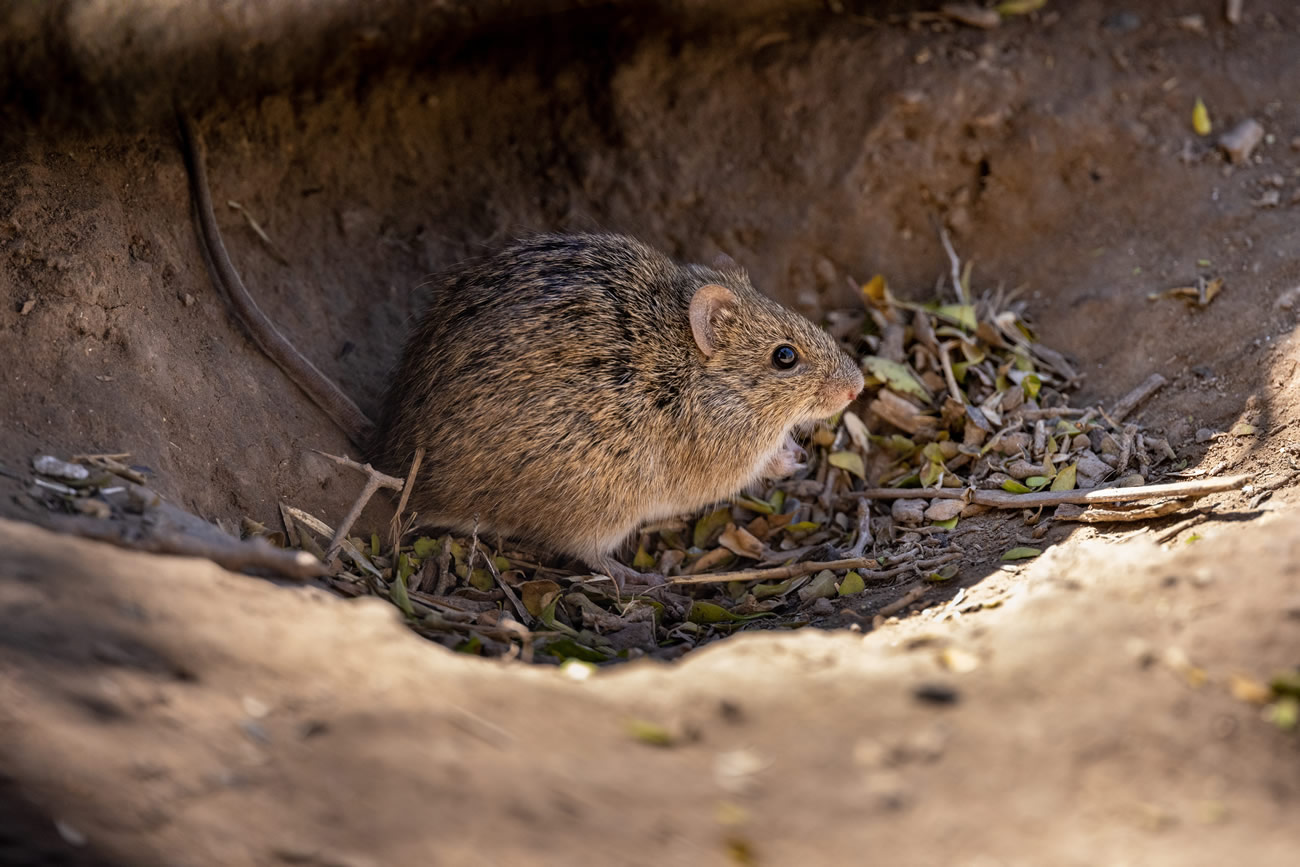 Do Mice Play Dead When Scared?