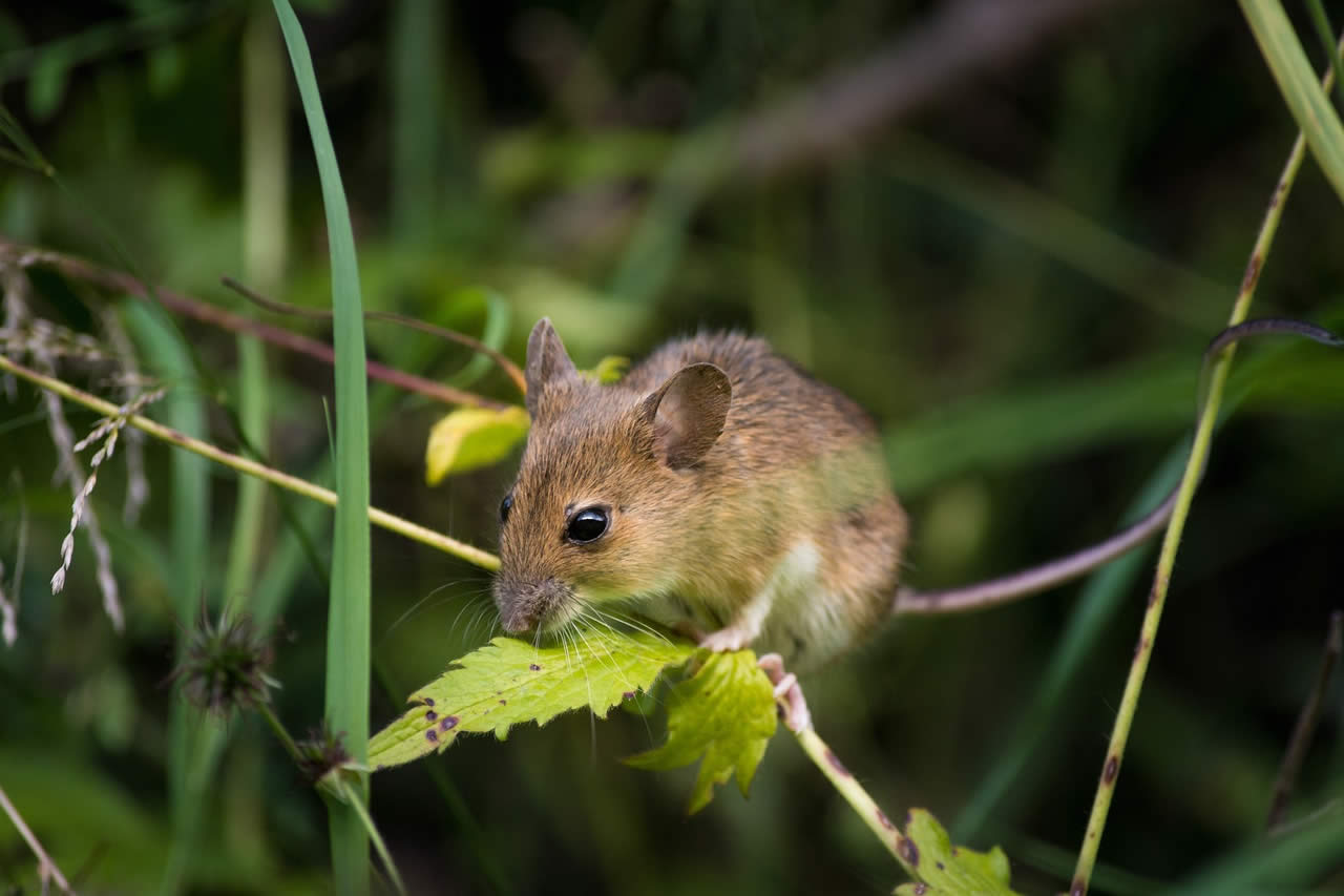 Do Mice Squeak When Dying?