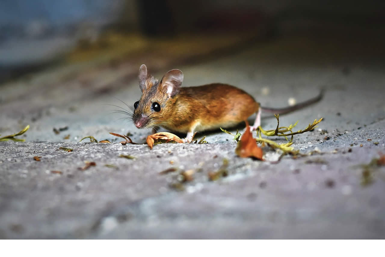 Do Mice Usually Go Upstairs?