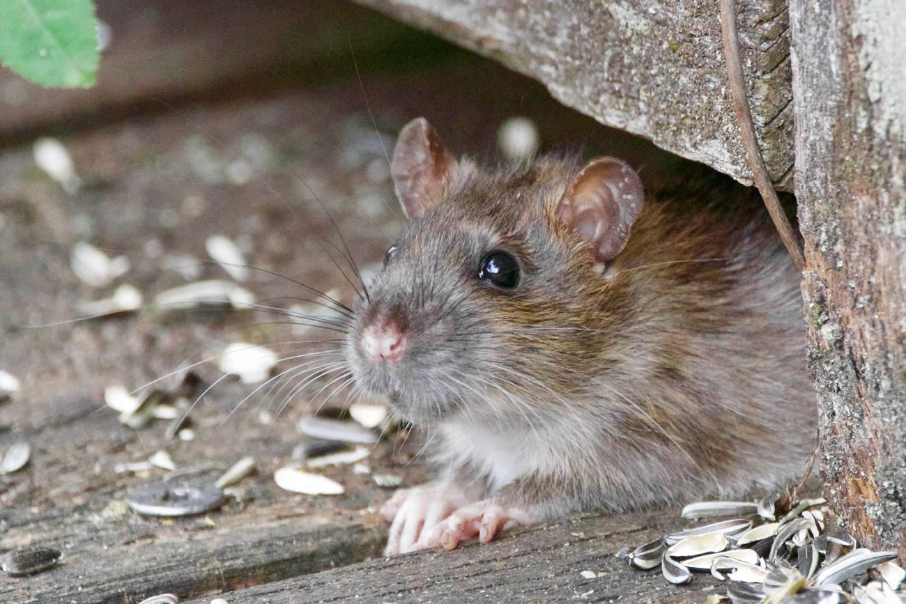 Does Peppermint Oil Repel Rats?