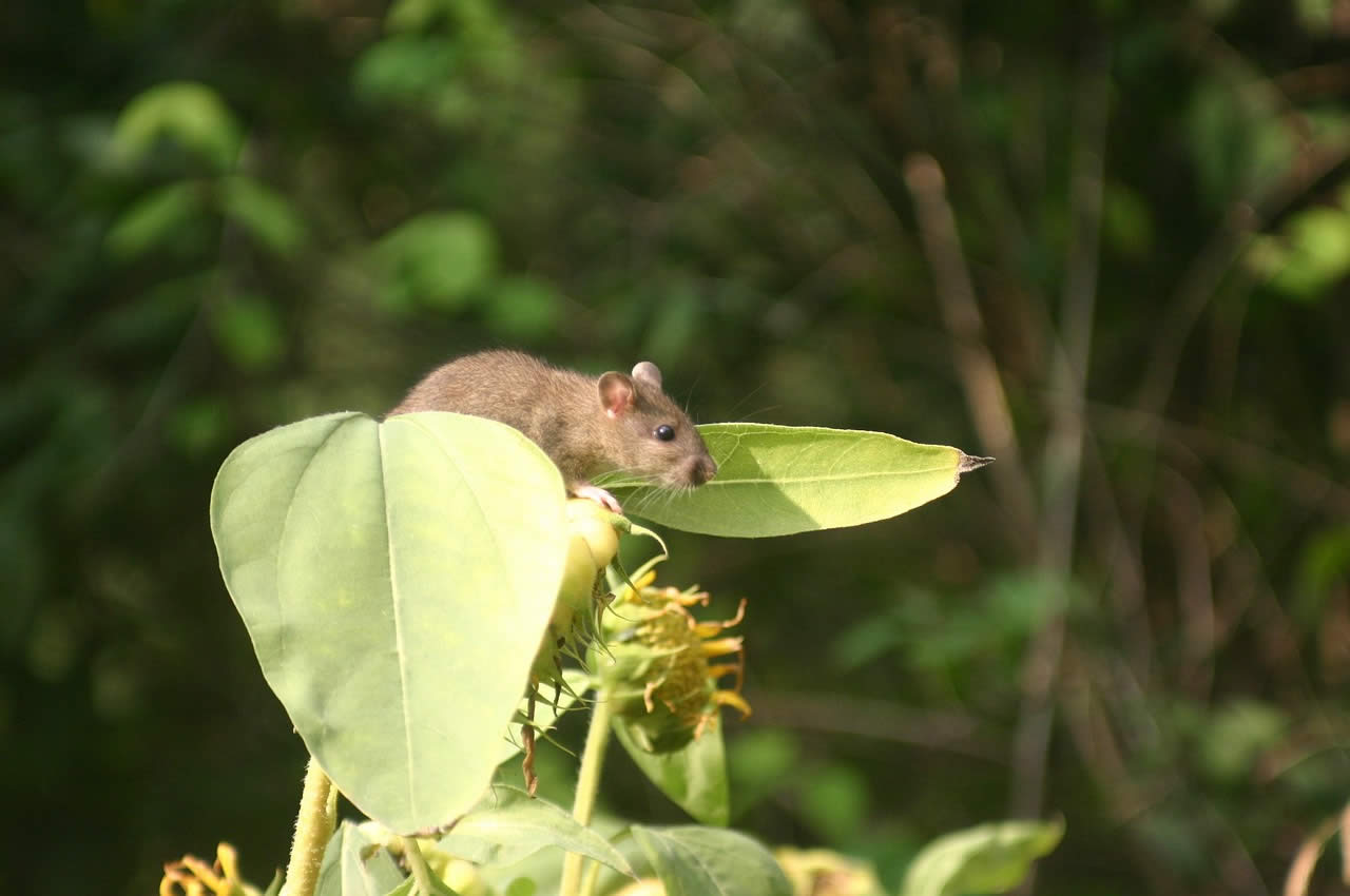 How Far Do Rats Travel From Their Nest?