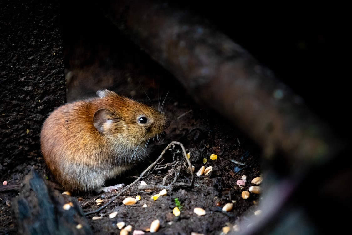 How Long Can Mice Live Under Floorboards?