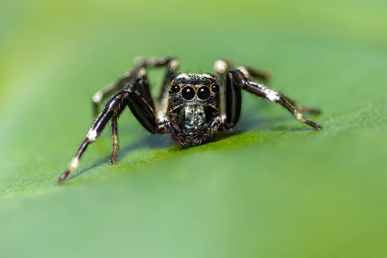 How Many Eyes Does A Spider Have?