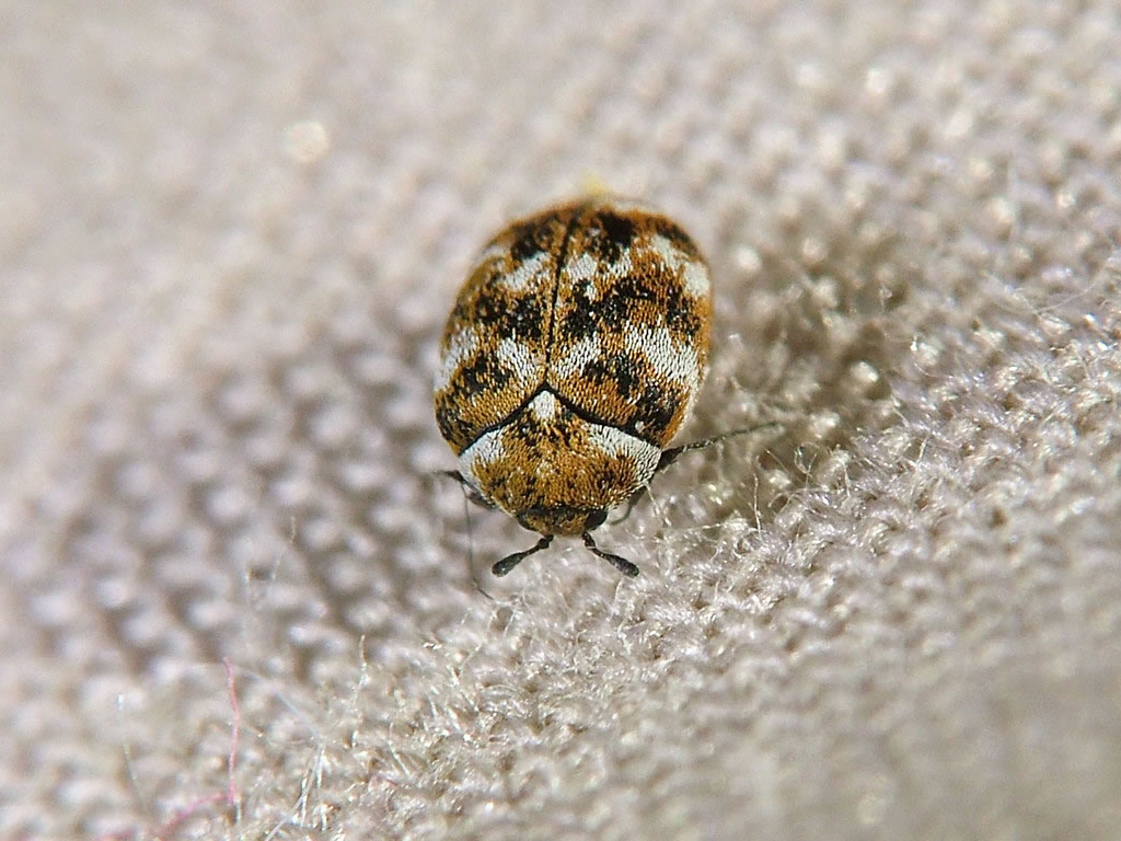 How To Get Rid Of Carpet Beetles