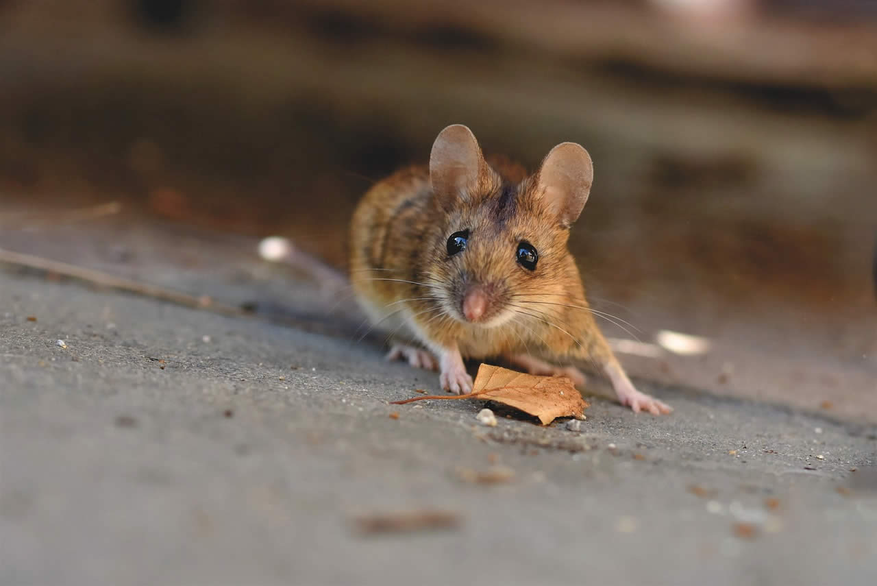 How To Get Rid Of House Mice?