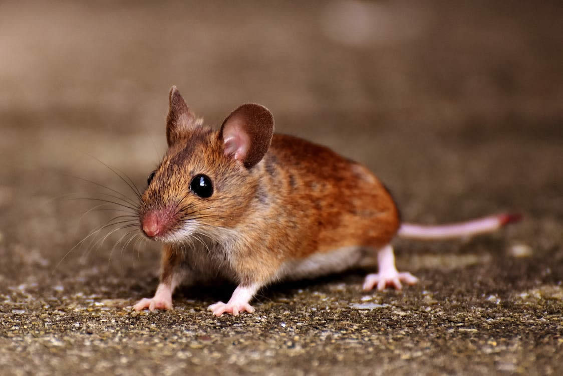 How To Get Rid Of Mice In The Walls