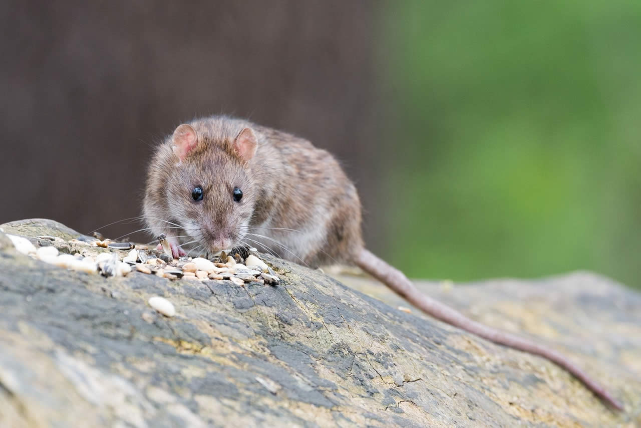 How To Get Rid Of Rats In The Loft