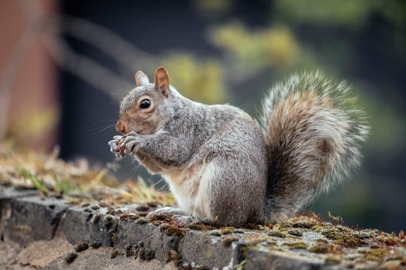 How To Get Rid Of Squirrels?