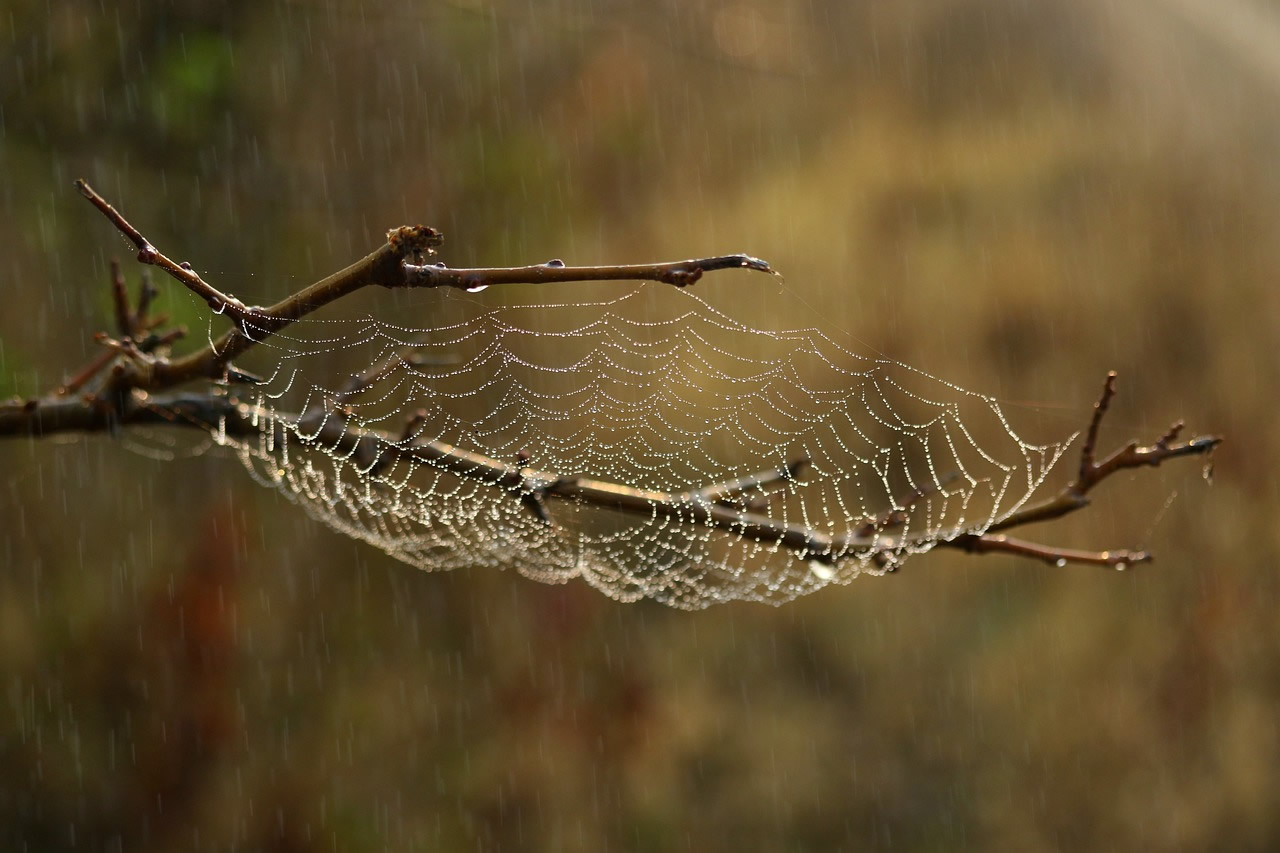 What Do Spiders Eat?