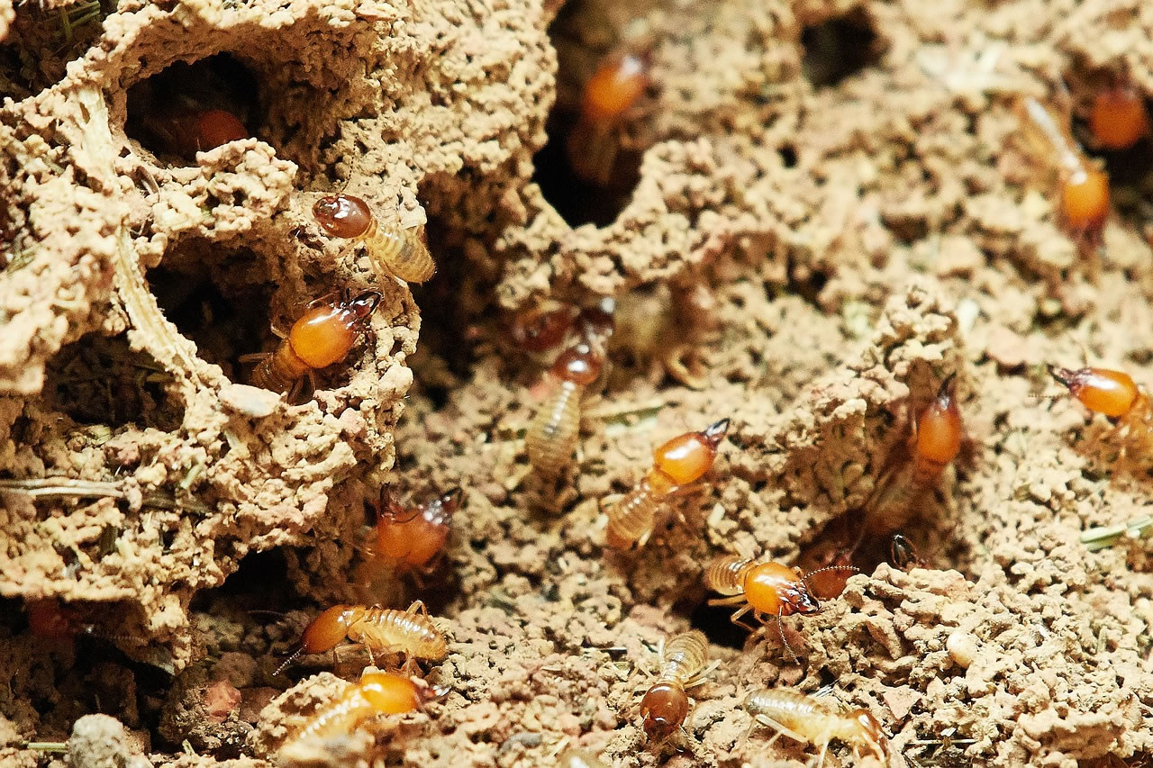 What Do Termites Look Like To The Human Eye?