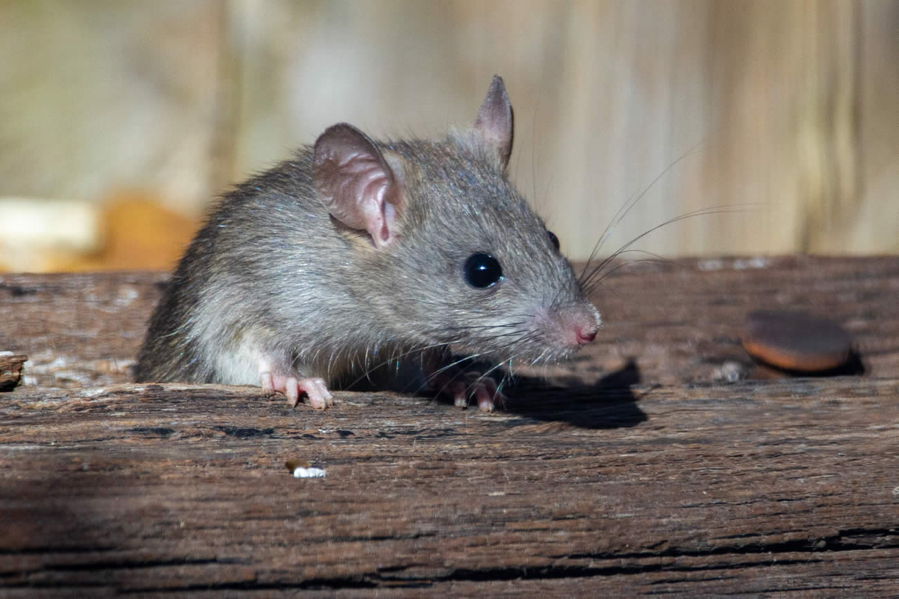 What Happens If You Disturb A Rats Nest?