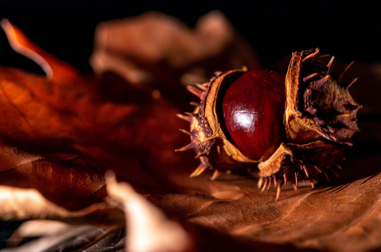 Do Conkers Keep Spiders Away?