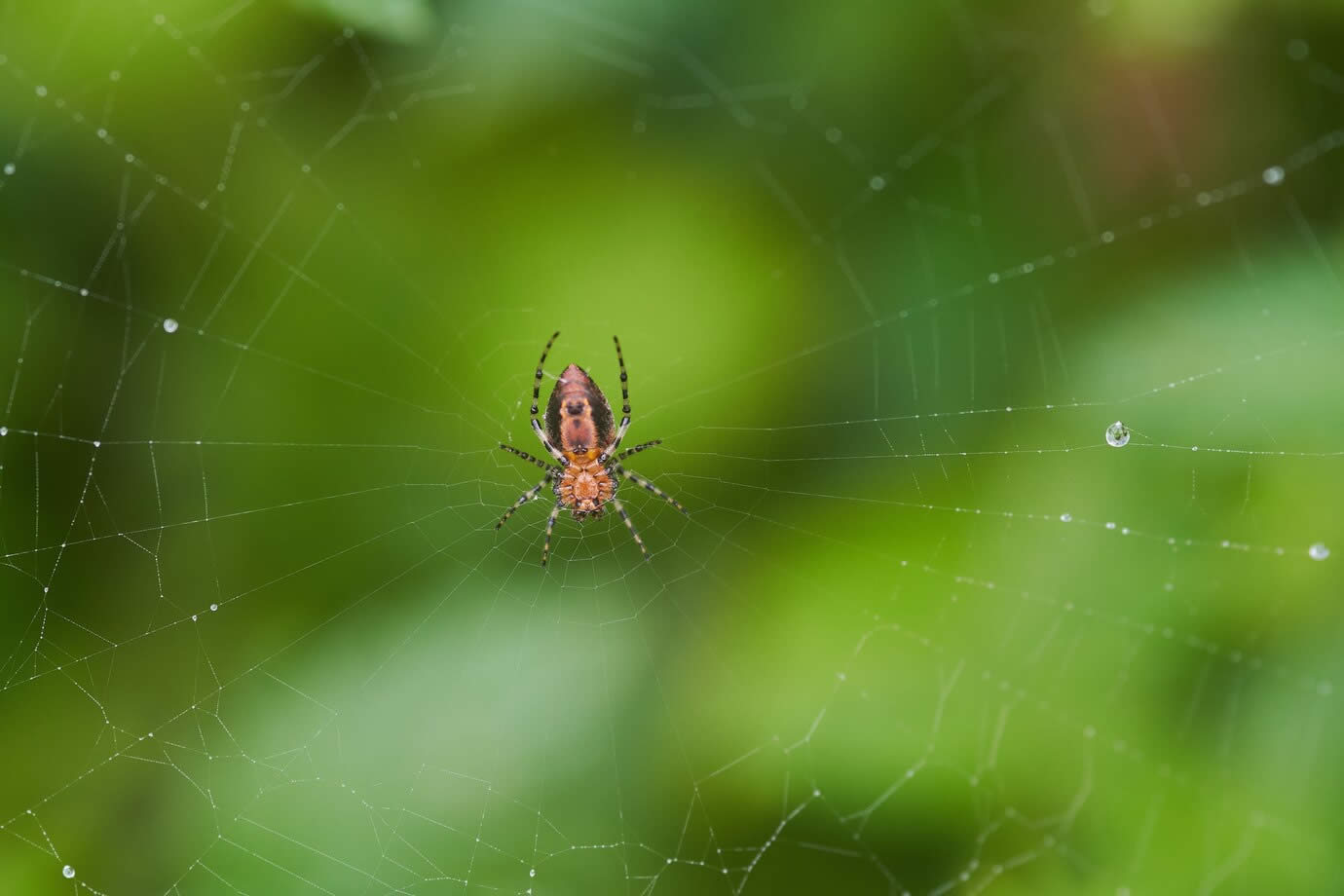 How To Catch A Spider?