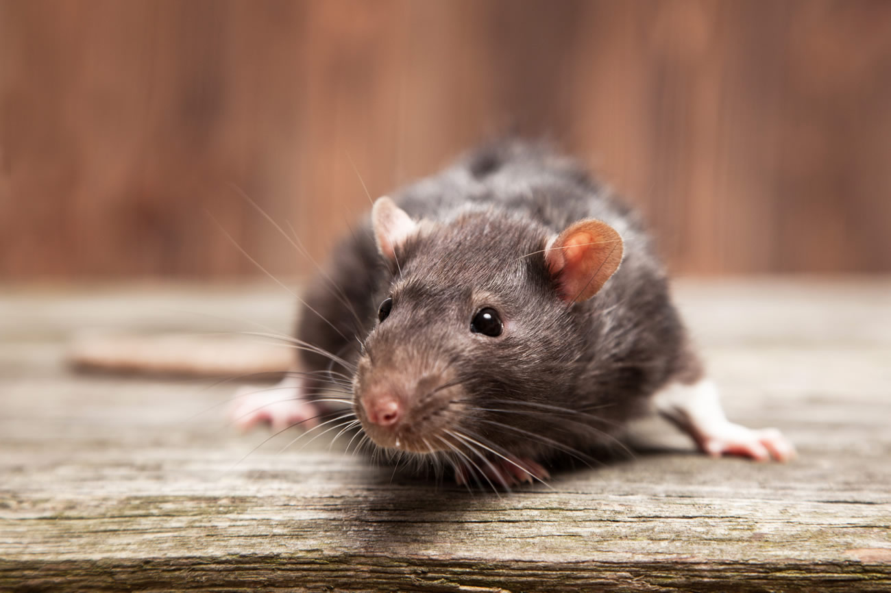 How To Dispose Of A Dead Rat