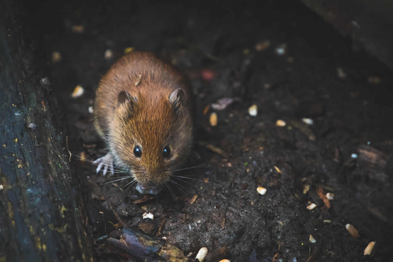 What Do Mice Droppings Look Like?