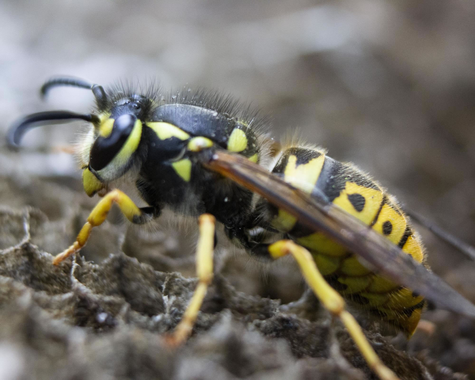 How Does Wasp Powder Work?