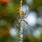 Are Wasp Spiders Dangerous?