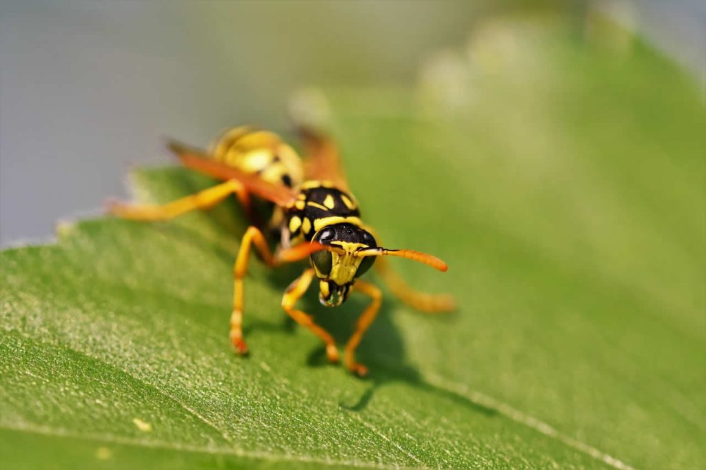Are Wasp Stings Acidic?