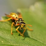 Are Wasp Stings Acidic?