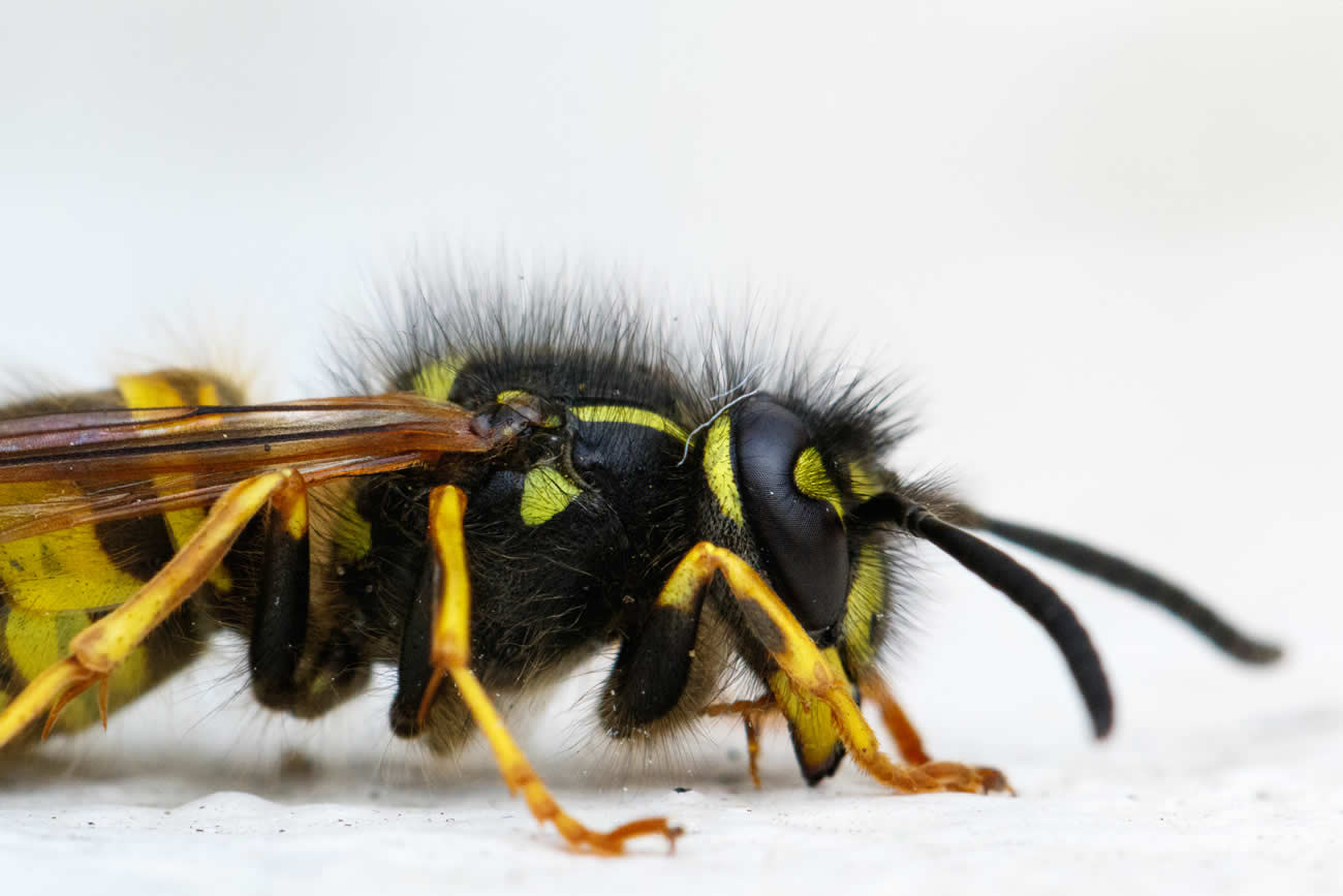 How Many Times Can A Wasp Sting?