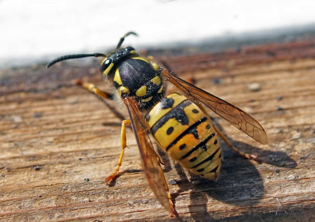 How Many Wings Does A Wasp Have?