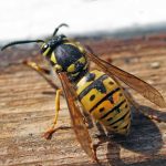 How Many Wings Does A Wasp Have?