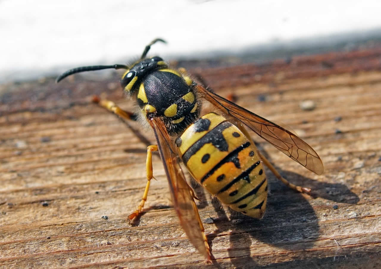 How Many Wings Does A Wasp Have?