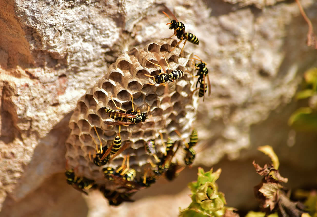 How Much Does It Cost To Remove A Wasp Nest In The UK?