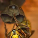 How To Deal With A Wasp Nest Problem?