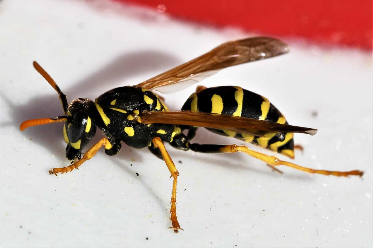 How To Get A Wasp Out Of Your House?