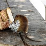 How To Get Rid Of Rats In The Attic