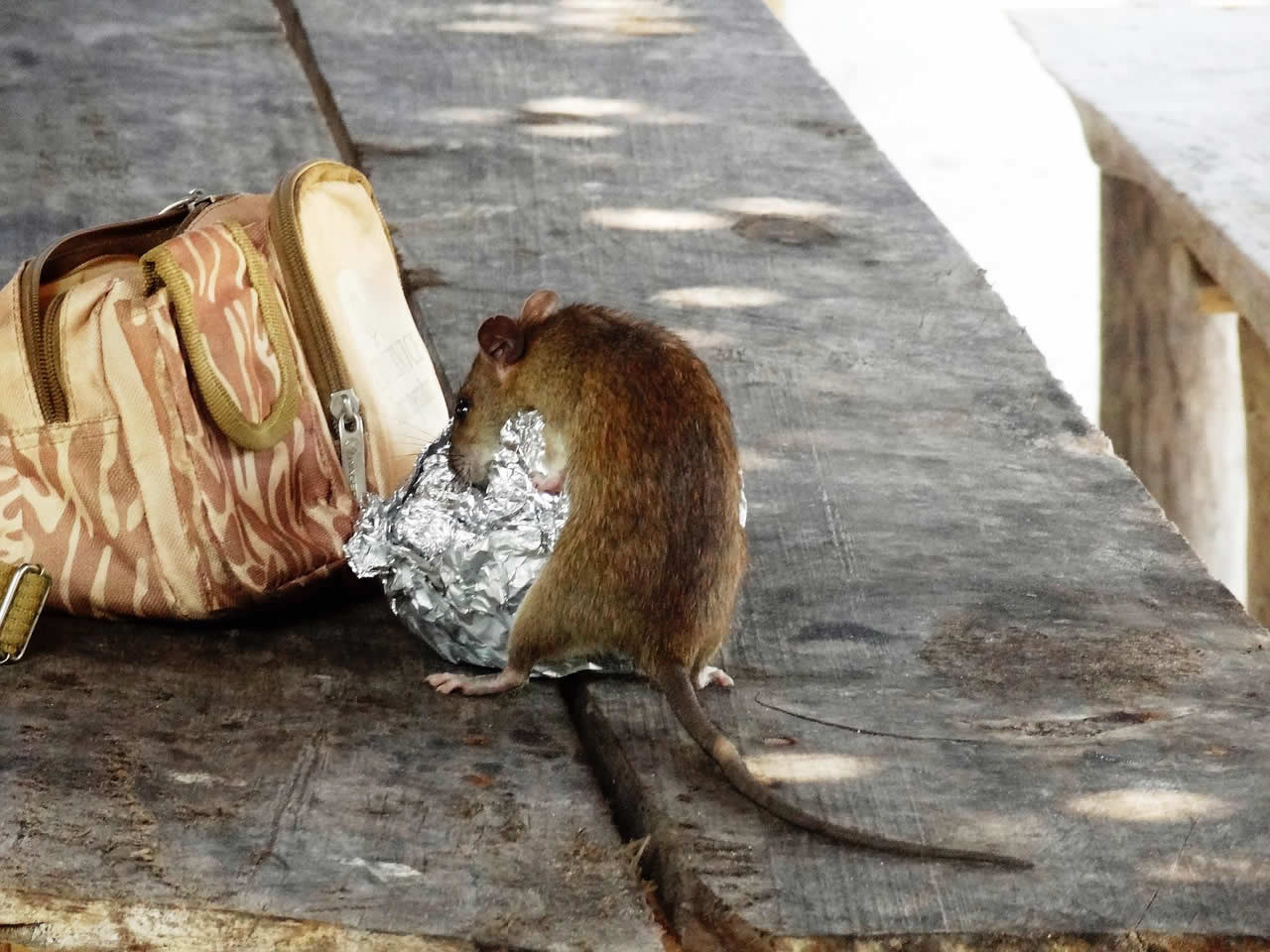 How To Get Rid Of Rats In The Attic