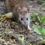 How To Get Rid Of Rats Outside