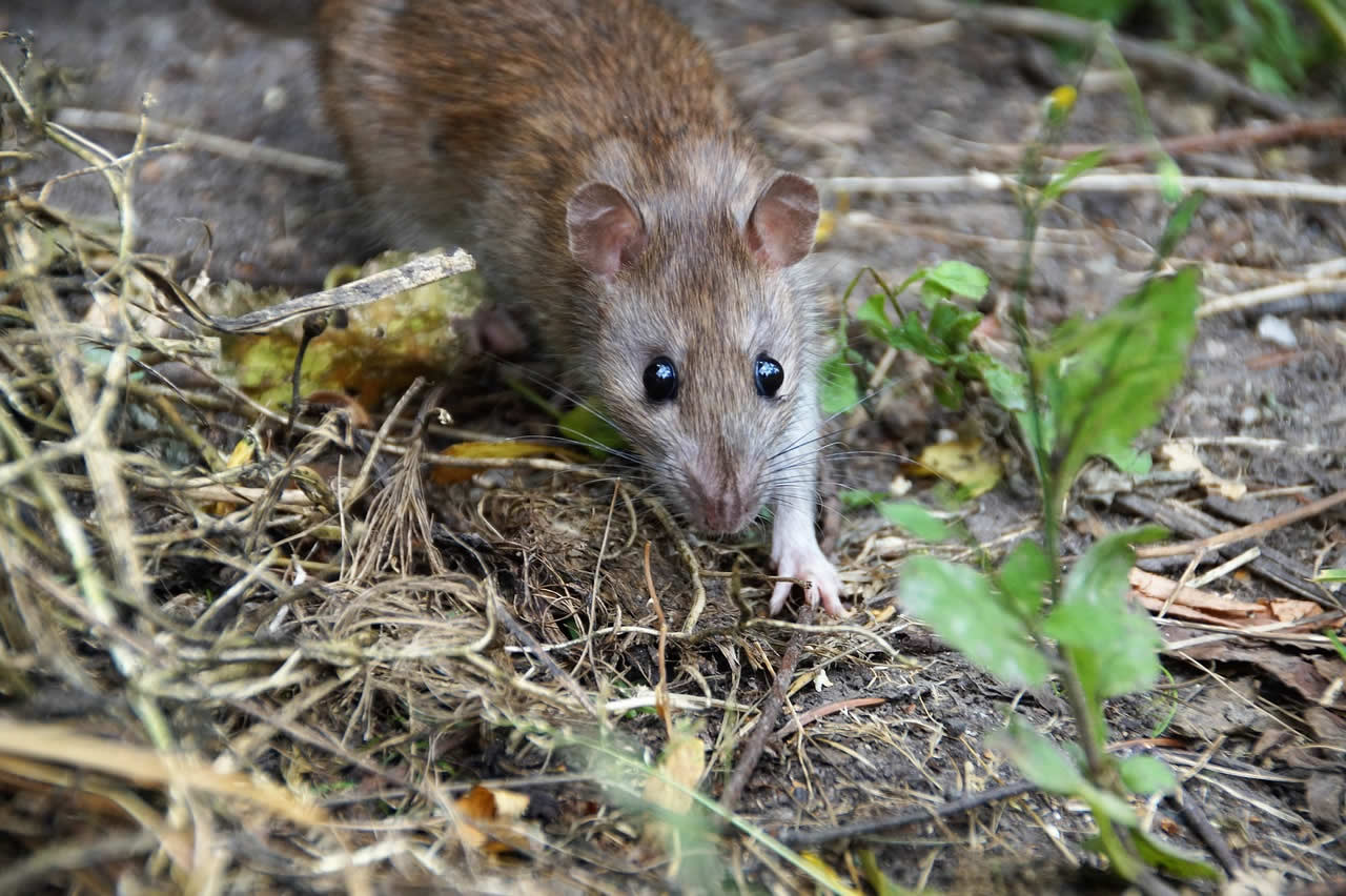 How To Get Rid Of Rats Outside