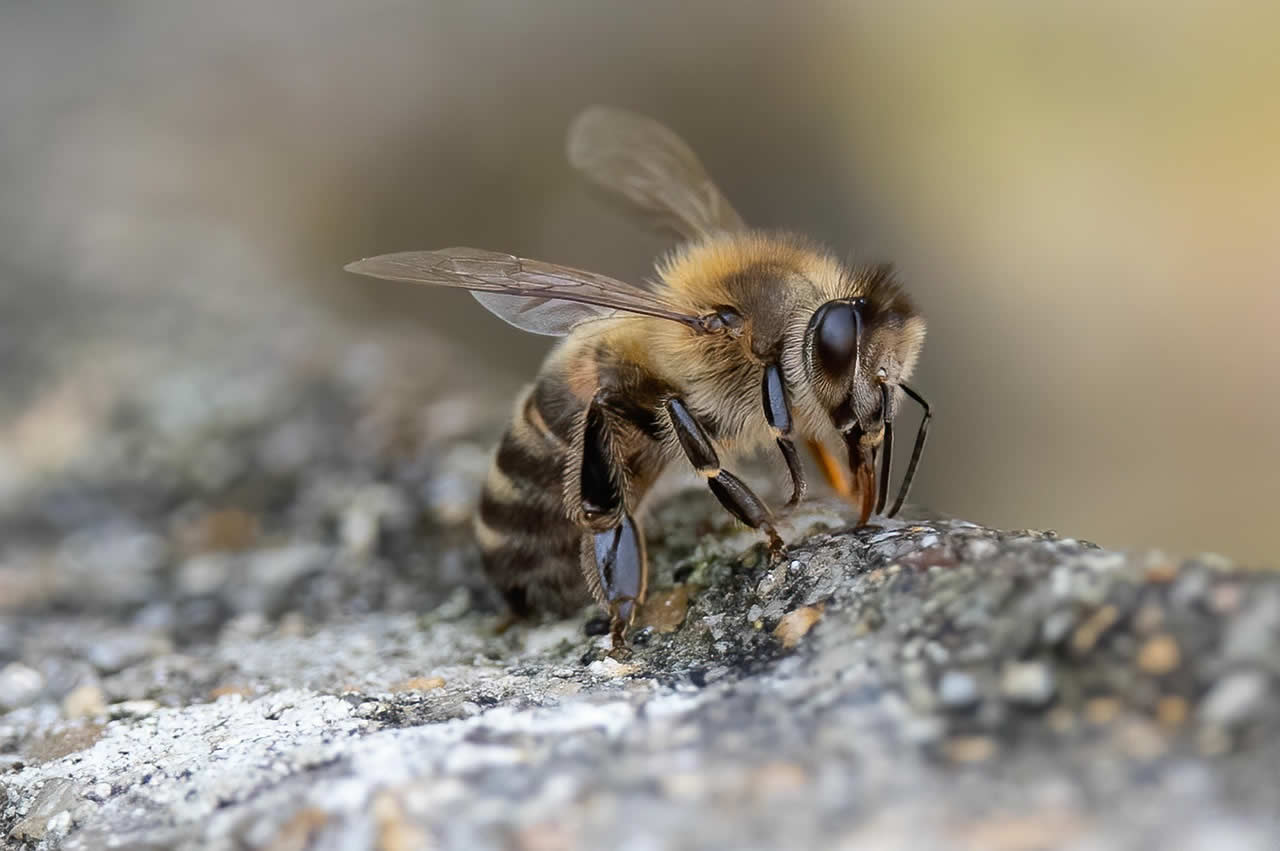 How To Make A Wasp Trap