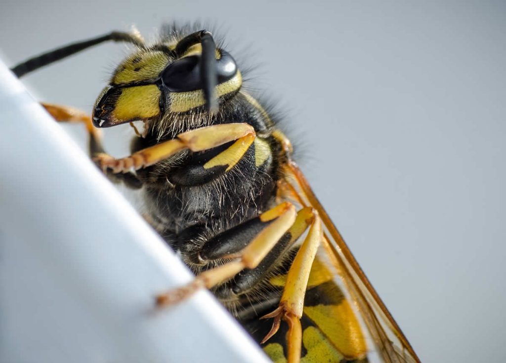 How to Treat a Wasp Sting