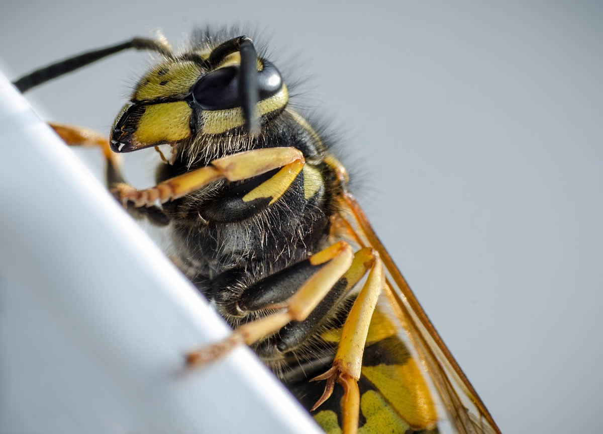 How to Treat a Wasp Sting