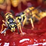 Interesting Facts About Wasps UK