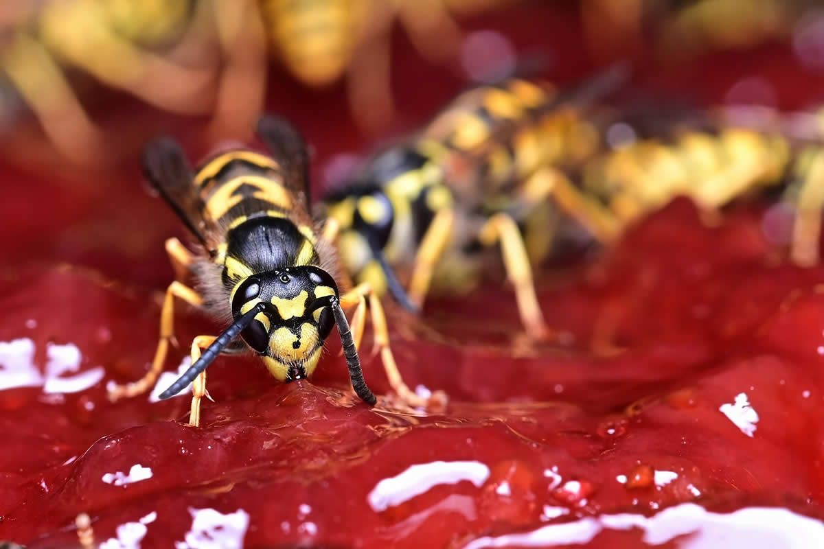 Interesting Facts About Wasps UK