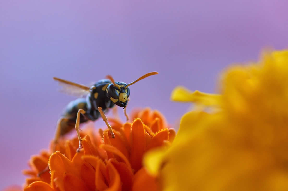 What Does a Wasp Sting Look Like?
